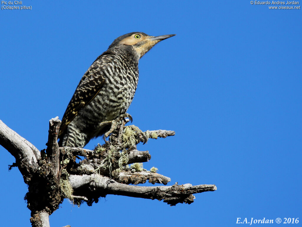 Chilean Flicker male