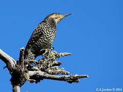 Chilean Flicker