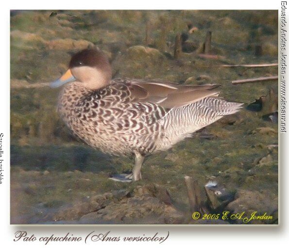 Silver Teal