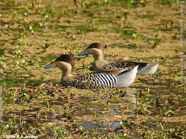 Silver Teal 