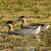 Silver Teal