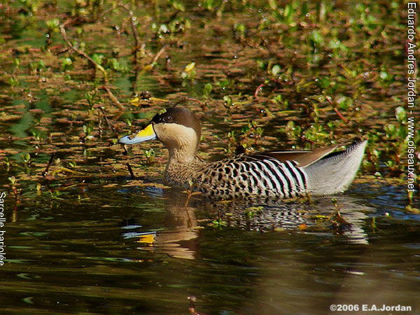 Silver Teal