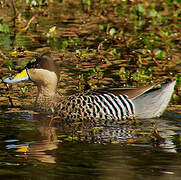 Silver Teal