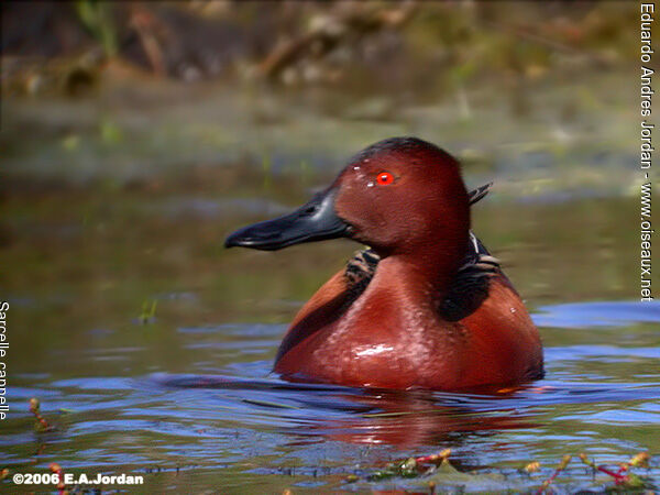 Cinnamon Teal male