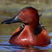 Cinnamon Teal