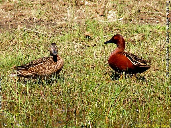 Cinnamon Teal 