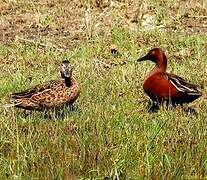 Cinnamon Teal