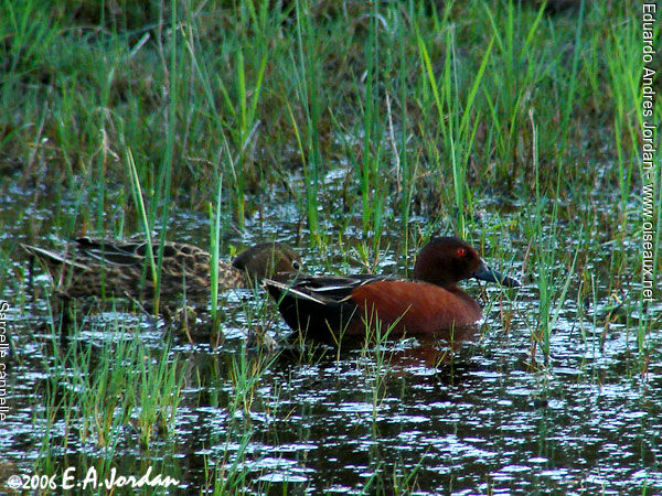 Cinnamon Teal 