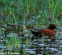 Cinnamon Teal