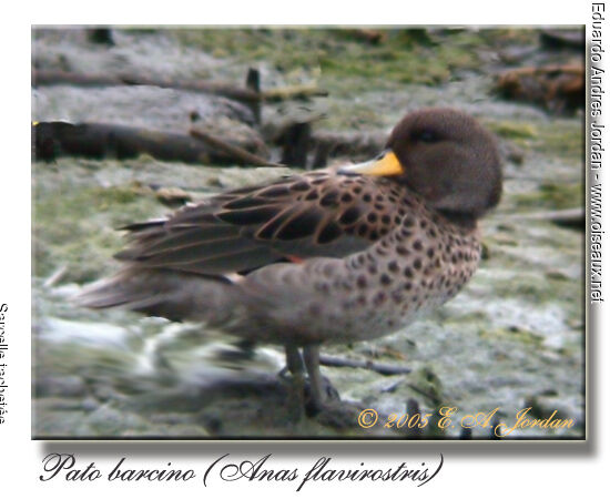 Yellow-billed Teal