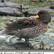 Yellow-billed Teal