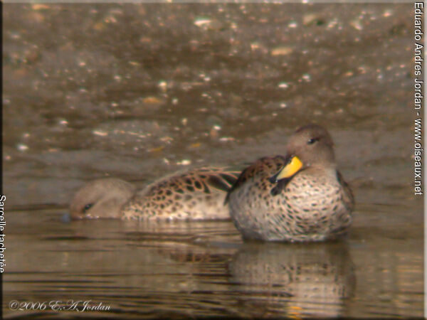 Yellow-billed Teal