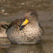 Yellow-billed Teal