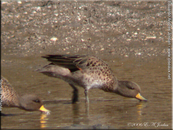 Yellow-billed Teal