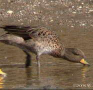 Yellow-billed Teal