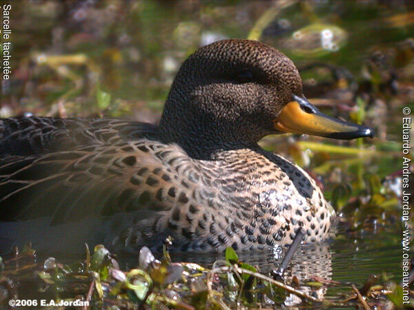 Yellow-billed Teal