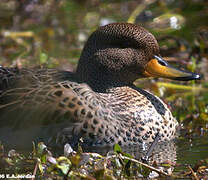 Yellow-billed Teal