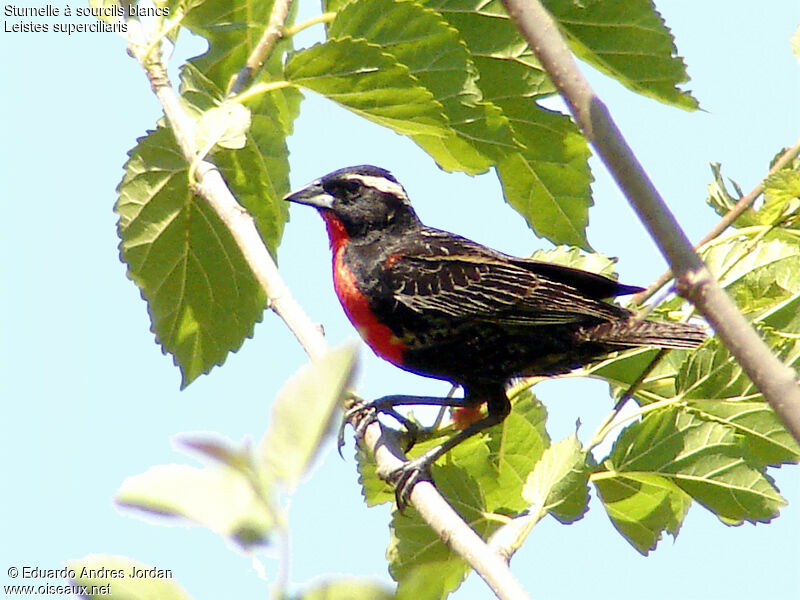 White-browed Meadowlark male subadult