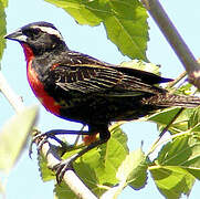 White-browed Blackbird