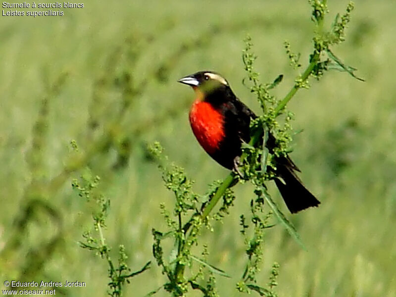 White-browed Blackbird male adult