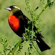 White-browed Meadowlark