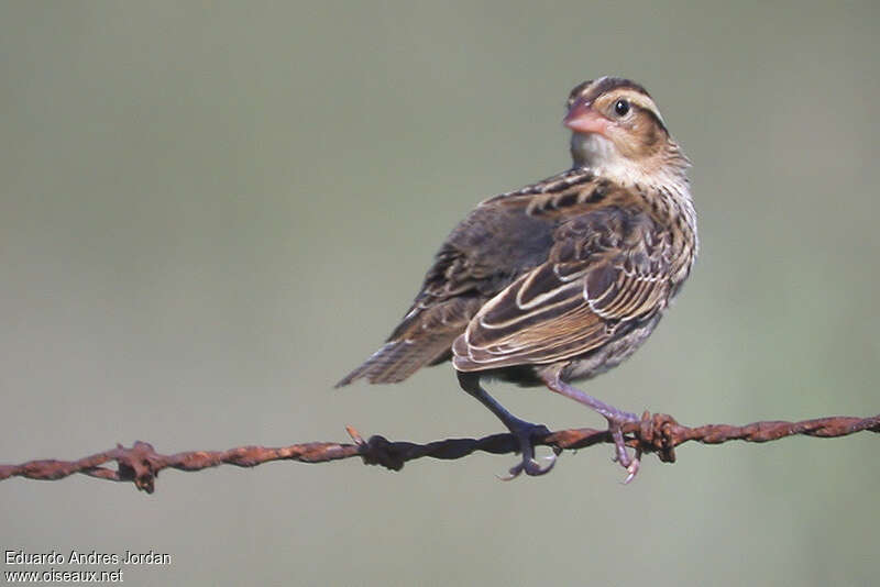 White-browed Meadowlark female adult, identification