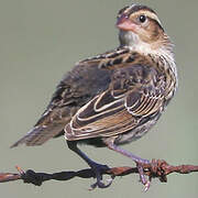 White-browed Blackbird