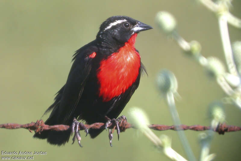 White-browed Blackbird male adult, close-up portrait