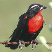 White-browed Blackbird