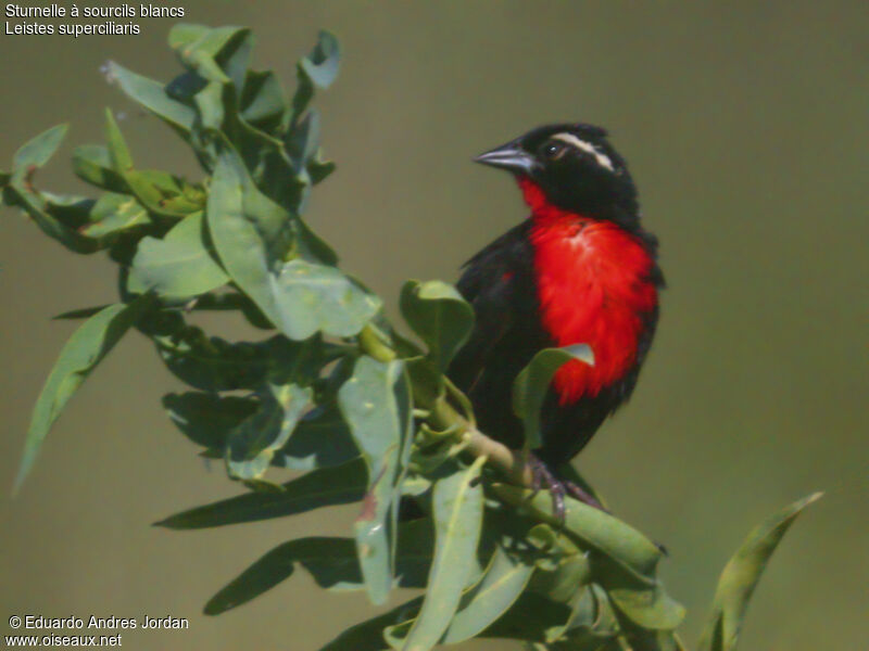 White-browed Meadowlark male adult