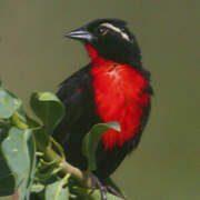 White-browed Meadowlark