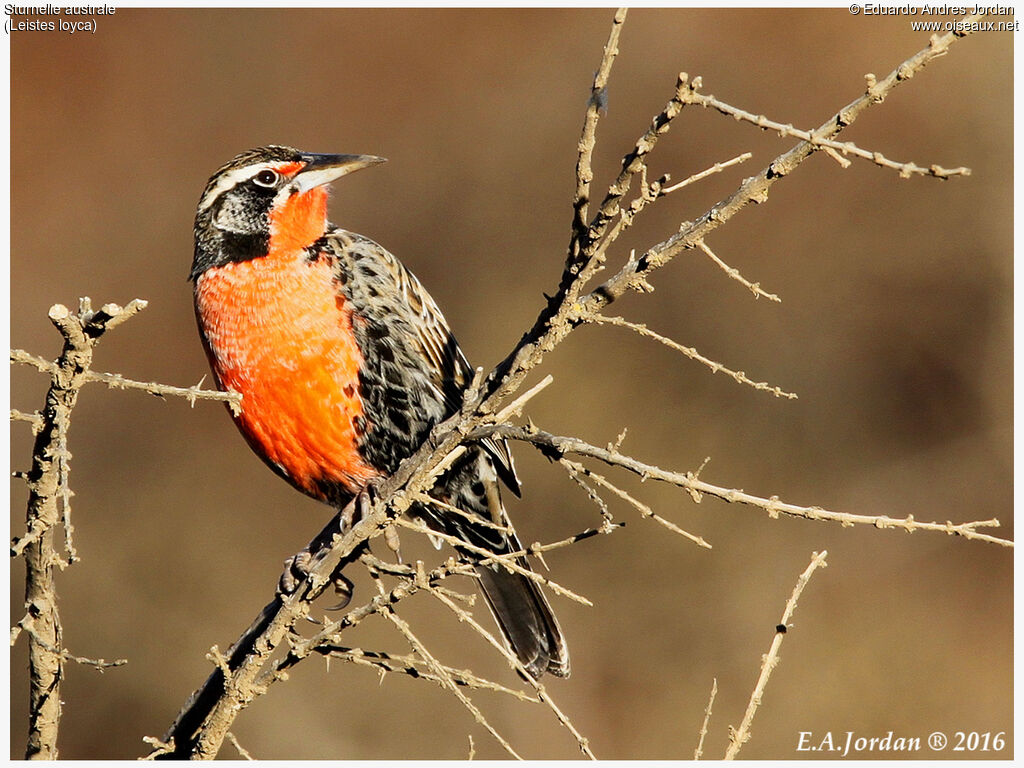 Long-tailed Meadowlark male