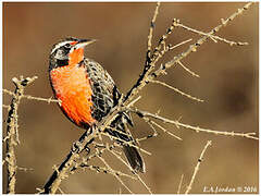 Long-tailed Meadowlark