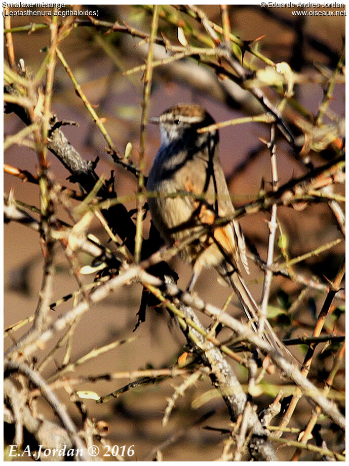 Plain-mantled Tit-Spinetail