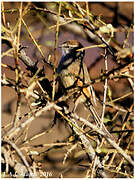 Plain-mantled Tit-Spinetail