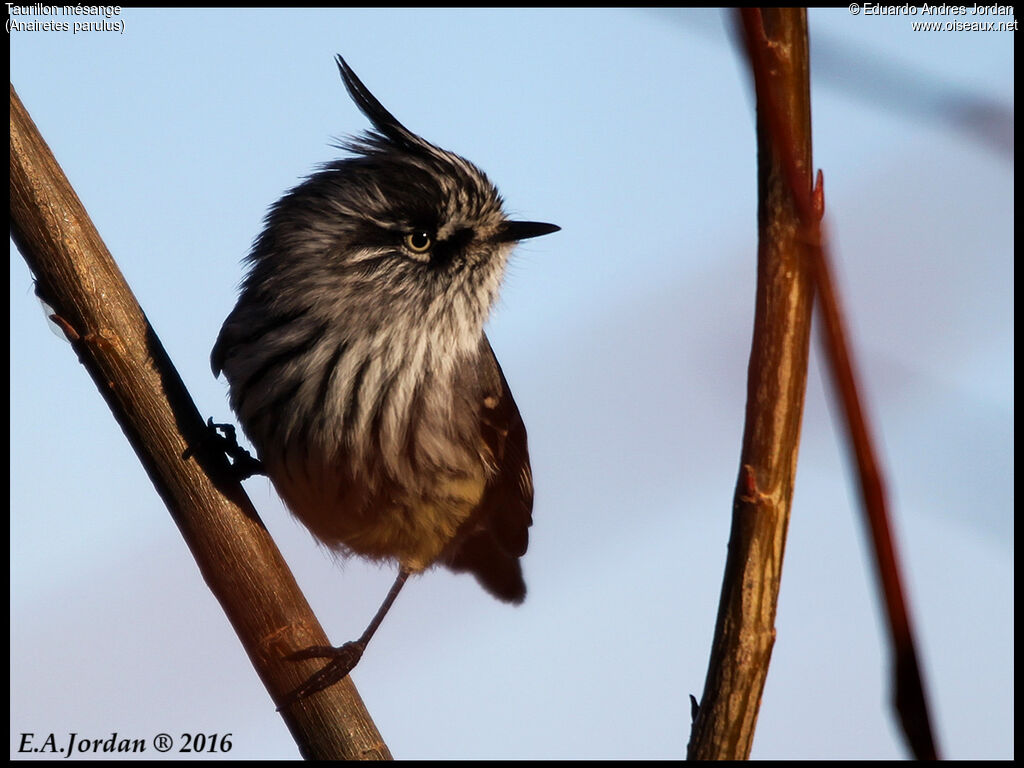 Tufted Tit-Tyrant