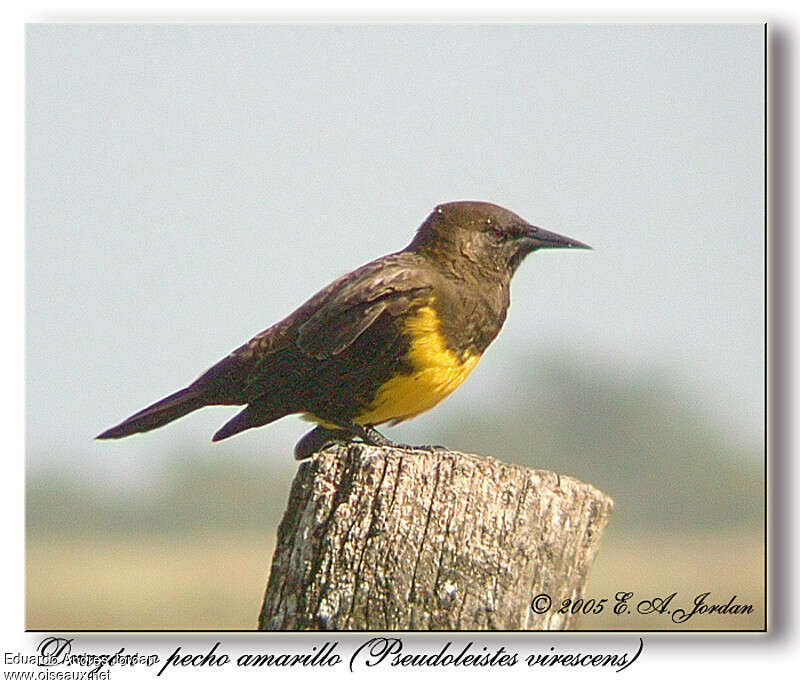 Brown-and-yellow Marshbirdadult