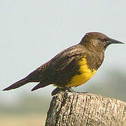 Brown-and-yellow Marshbird