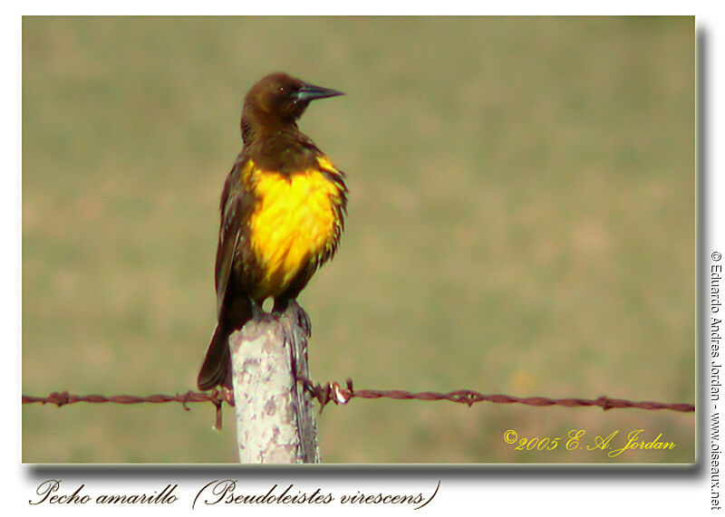 Brown-and-yellow Marshbird