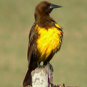 Brown-and-yellow Marshbird