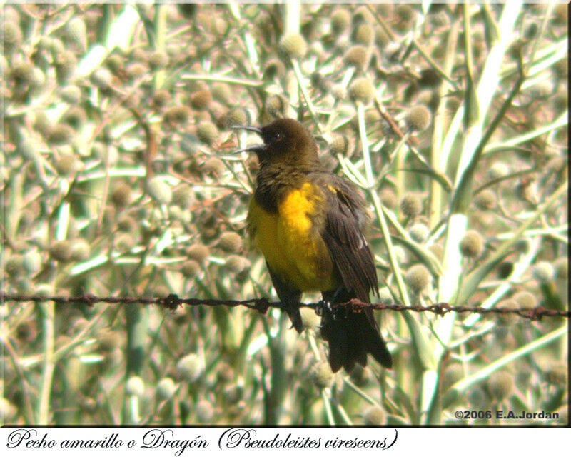 Brown-and-yellow Marshbird