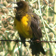 Brown-and-yellow Marshbird