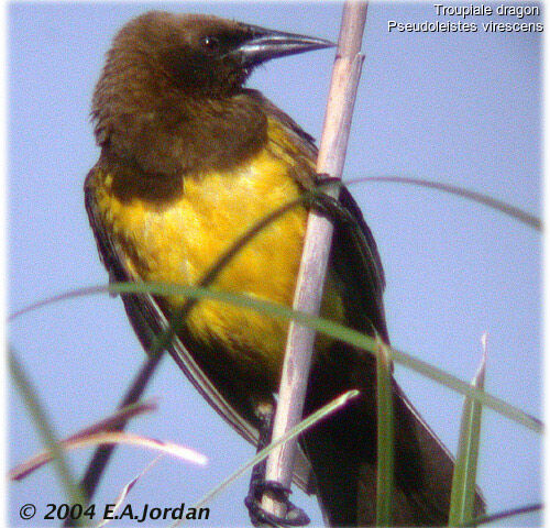 Brown-and-yellow Marshbird