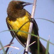 Brown-and-yellow Marshbird