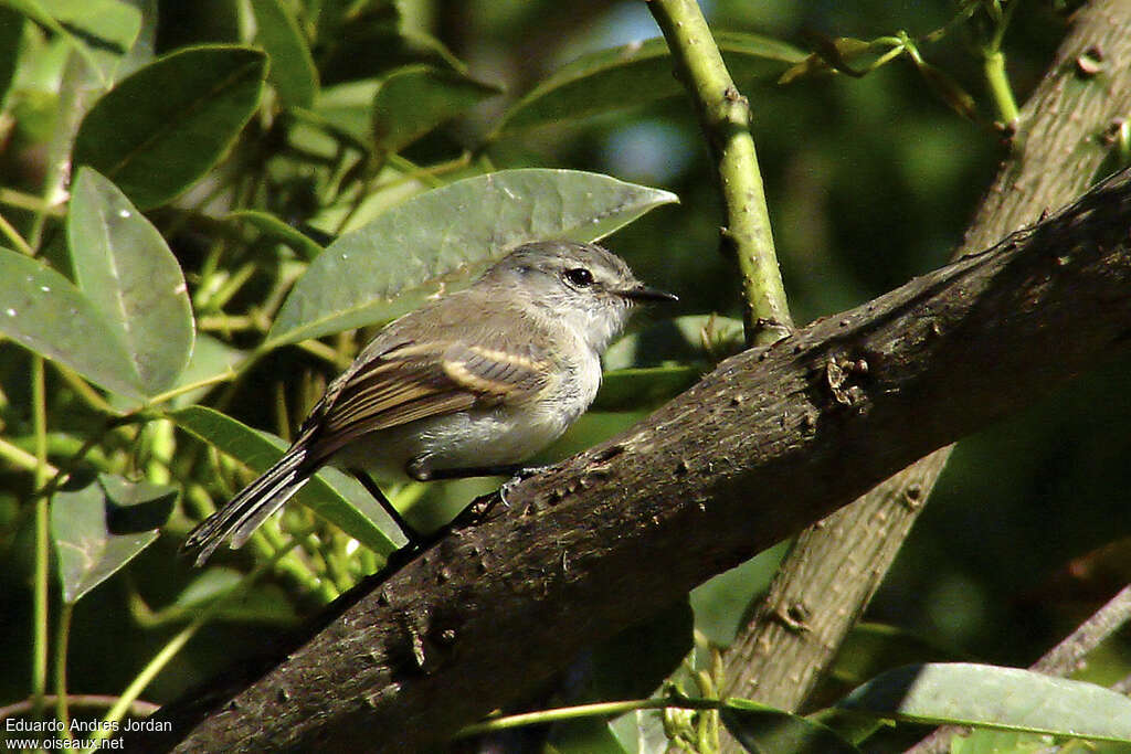 White-crested Tyrannuletadult