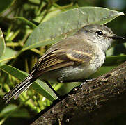 White-crested Tyrannulet