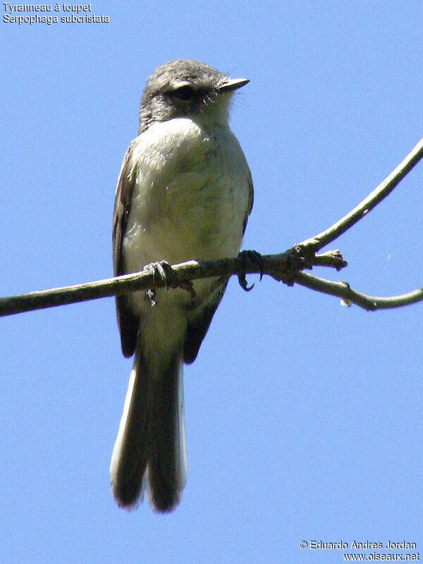 White-crested Tyrannulet