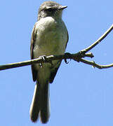 White-crested Tyrannulet