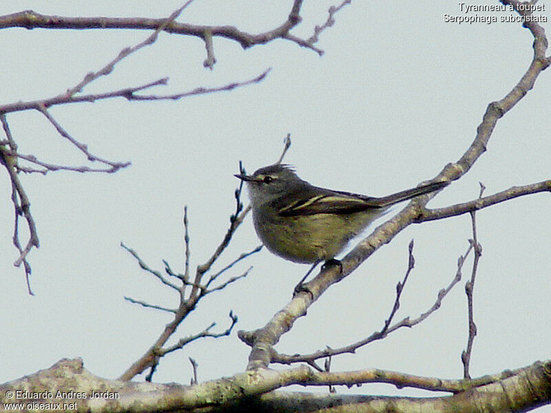 White-crested Tyrannulet