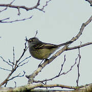 White-crested Tyrannulet